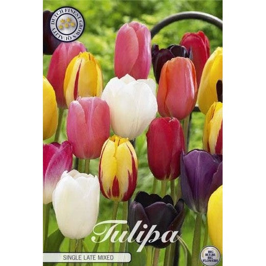Tulipan Single Late Mixed 10-pakning